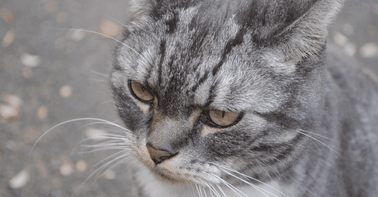 【シリーズ第6弾】獣医学部 小論文・面接対策:コンパニオンアニマル(ペット)との共生と課題