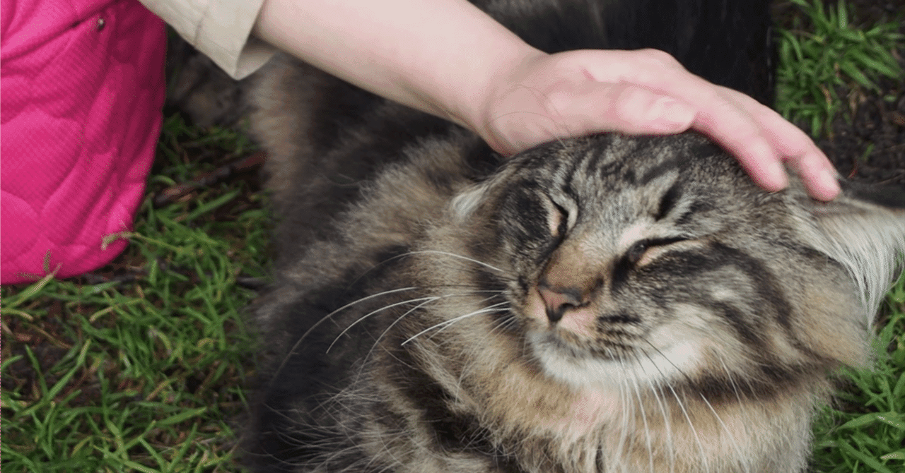 【獣医学部受験】自己PRの書き方完全ガイド|ライバルと差がつく「強み」の伝え方