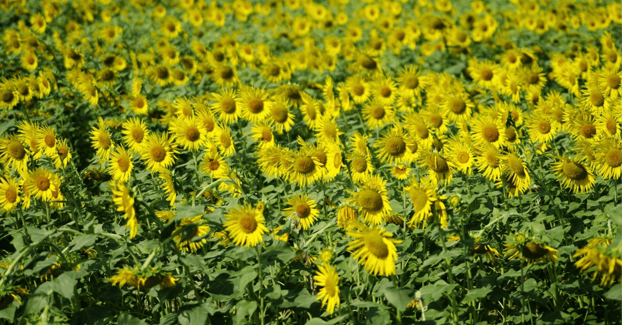 【シリーズ第9弾】獣医学部 小論文・面接対策:獣医療におけるインフォームド・コンセント