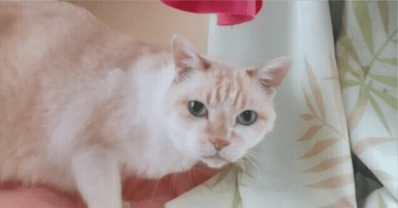 【2025年度版】私立大学獣医学部 学費&偏差値ランキング