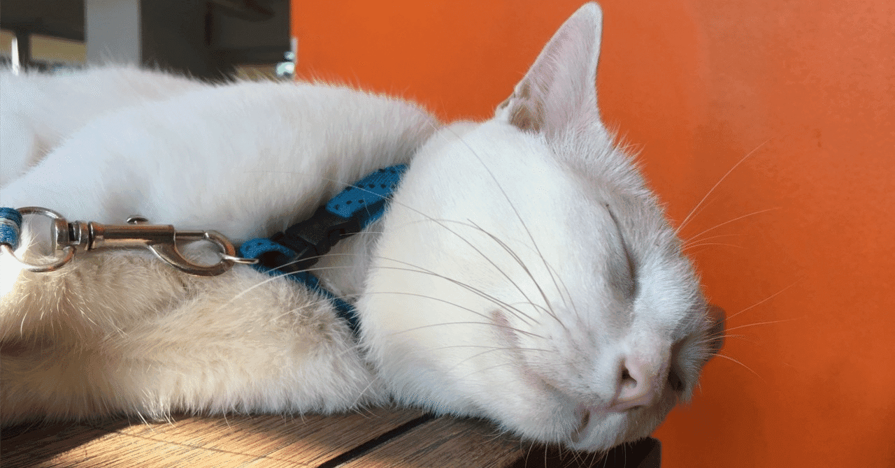 獣医学部受験における小論文と面接の扱い~総論~