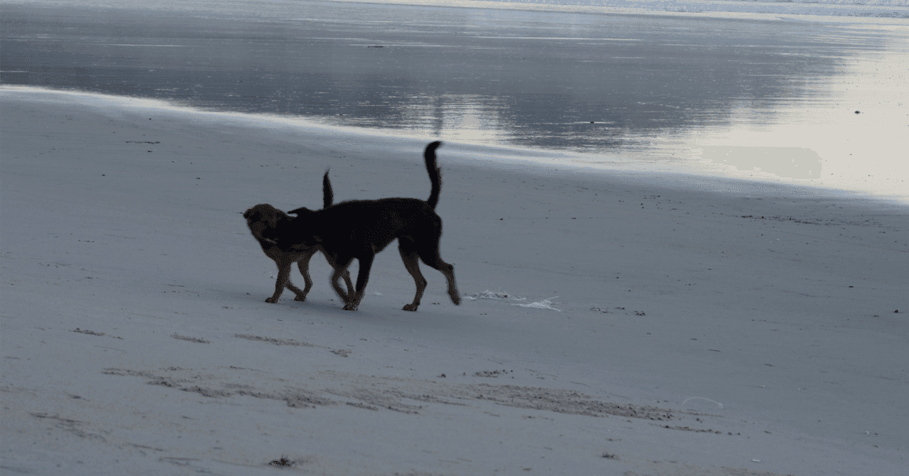 【2026年版】私立獣医学部 入試日程&併願戦略ロードマップ