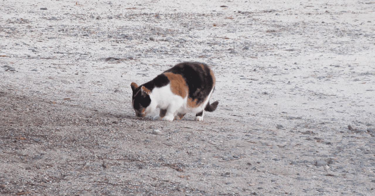 【シリーズ第4弾】獣医学部 小論文・面接対策:アニマルウェルフェア(動物福祉)と動物の権利