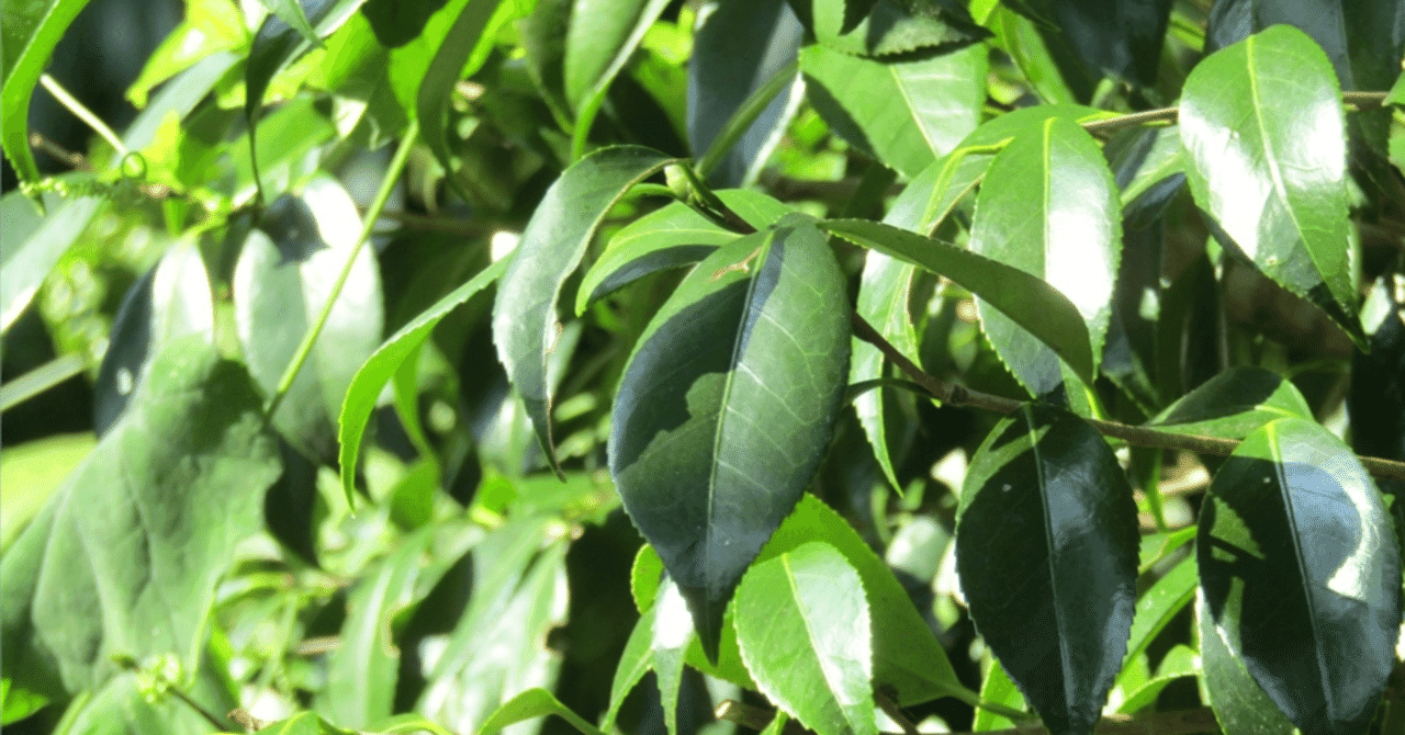 【医学部MMI対策講座 第4回】「自分が医療ミスを…」その時どう動く?~誠実さと危機管理能力~