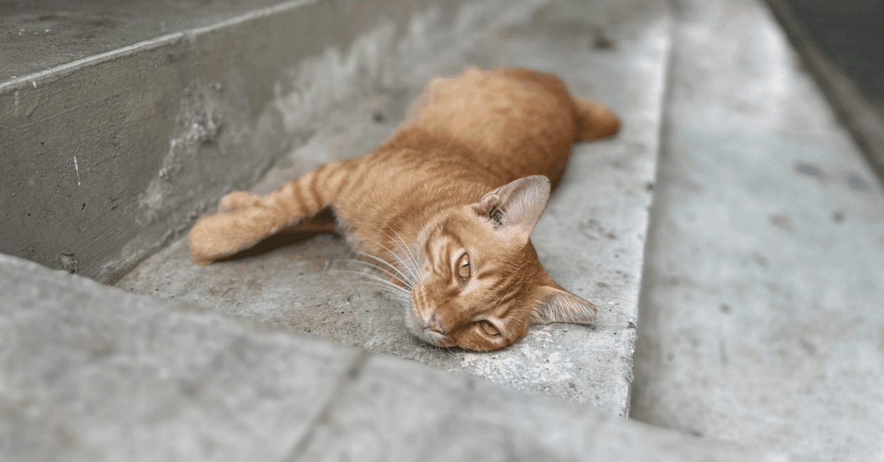 【日獣の研究室】魚のワクチンから猫町の活性化まで!ユニークすぎる卒業研究テーマの世界