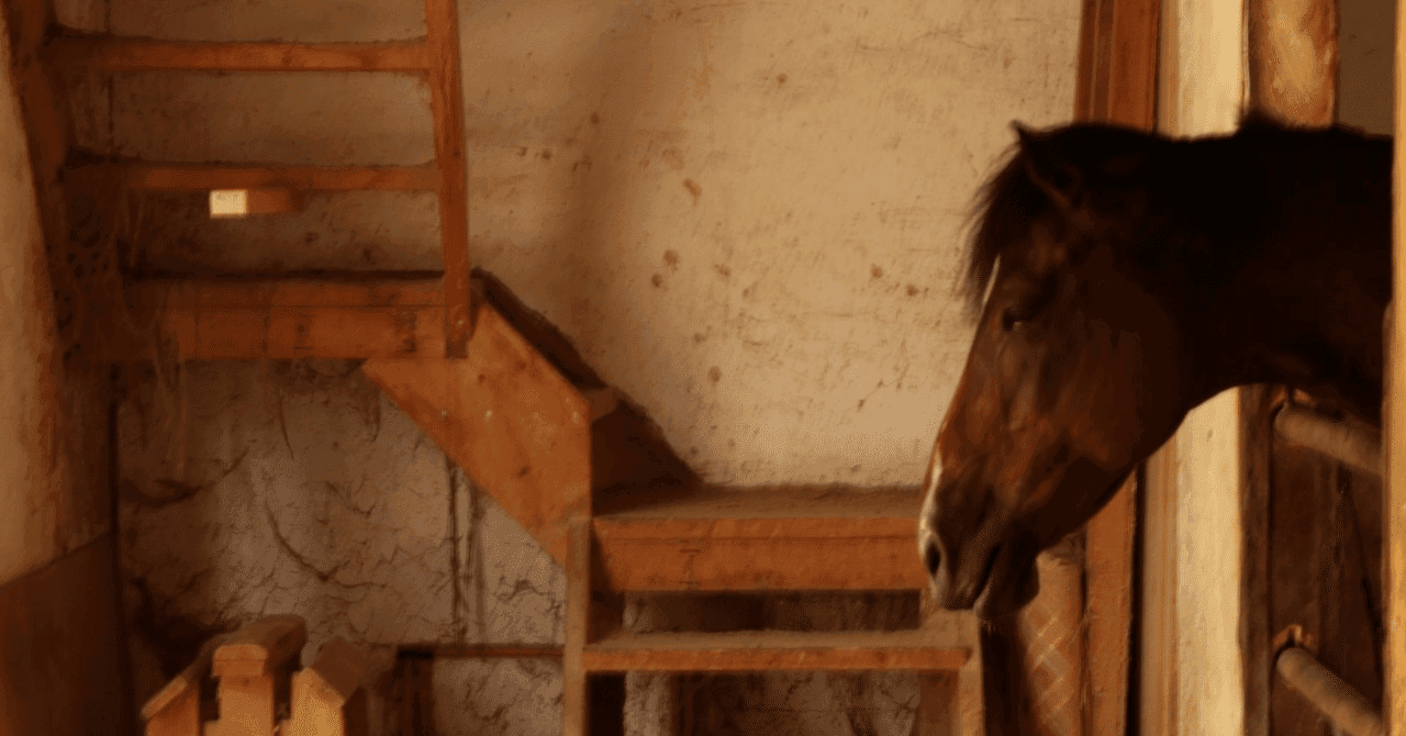 【北里大学 獣医】馬好き必見!北里大学獣医学部の馬研究・馬術部・臨床実習のリアル