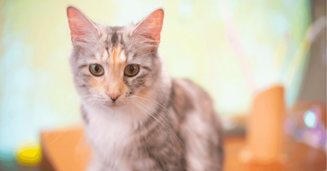 2025年 私立大学獣医学部オープンキャンパス日程